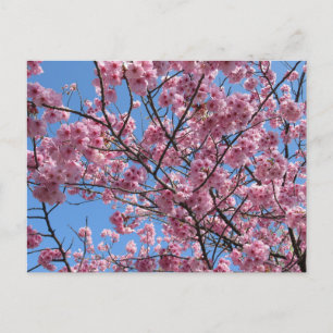 Cherry Blossom: Japan Postcard