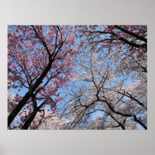 Cherry Blossom: Japan Poster