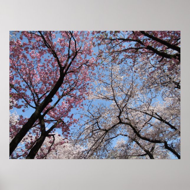 Cherry Blossom: Japan Poster (Front)