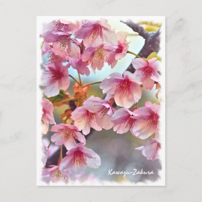 Cherry blossom: Kawazu-Zakura Postcard (Front)