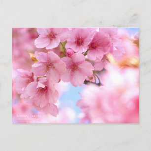Cherry Blossom "Kawazu-zakura"：Postcard Postcard