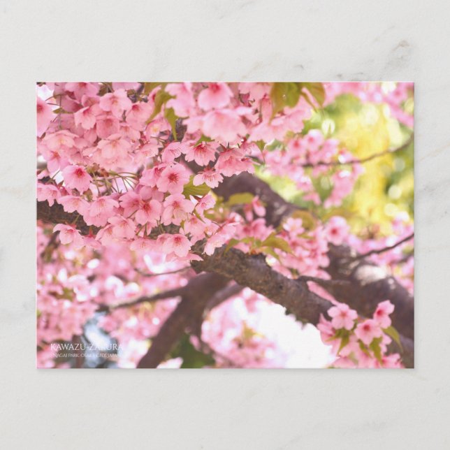 Cherry Blossom "Kawazu-zakura"：Postcard Postcard (Front)