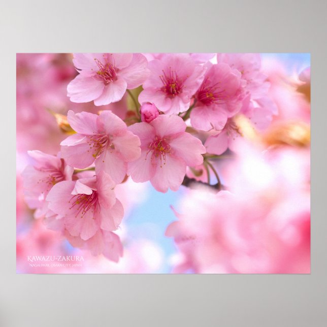 Cherry blossom"Kawazu-zakura"：Poster Poster (Front)