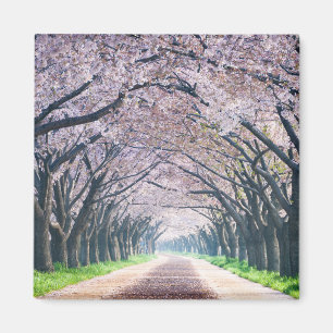 Cherry Blossom Lane Magnet