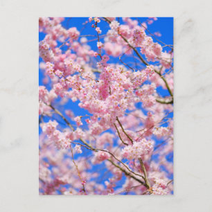 Cherry Blossom London UK Postcard