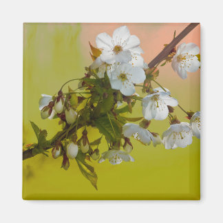Cherry Blossom Magnet