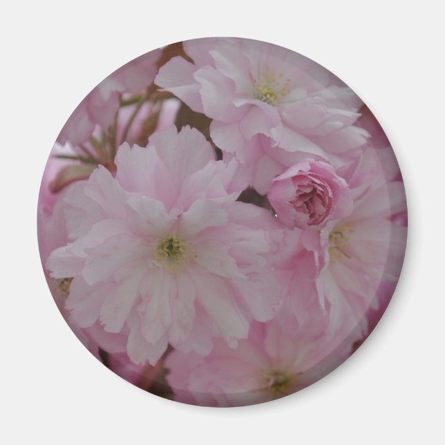 Cherry Blossom Magnet (Front)