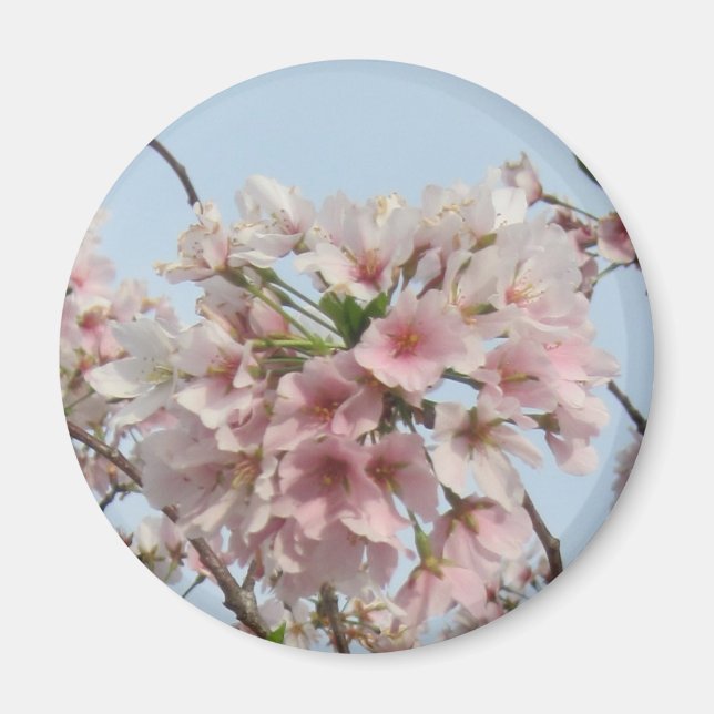 Cherry Blossom Magnet (Front)