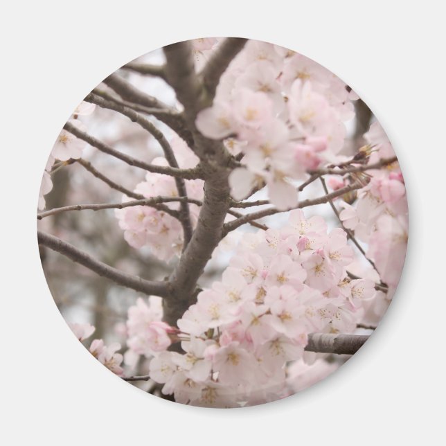Cherry Blossom Magnet (round) (Front)
