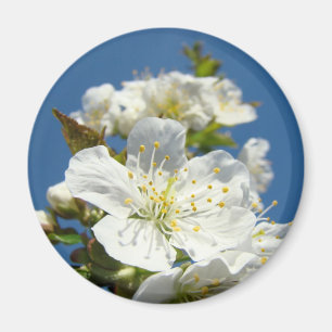 Cherry Blossom magnets Blue Sky floral custom