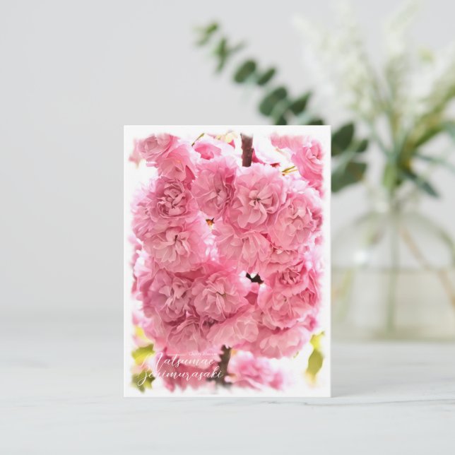 Cherry Blossom "Matsumae-benimurasaki" Postcard (Standing Front)