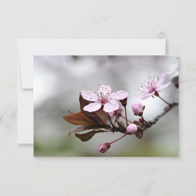 Cherry Blossom Notecard (Front)