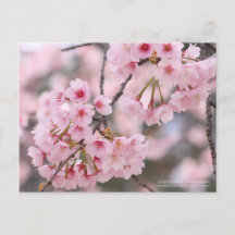 Cherry blossom "Oh-kanzakura"：Postcard