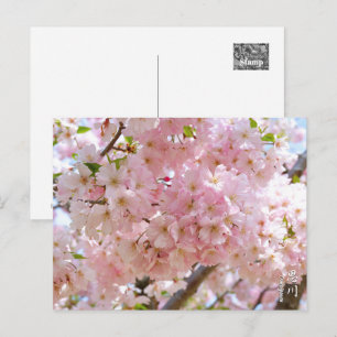 Cherry Blossom: Omoigawa Postcard