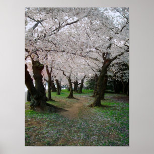 Cherry Blossom Path 12x16 Poster