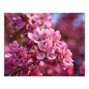 Cherry Blossom  Photo Print
