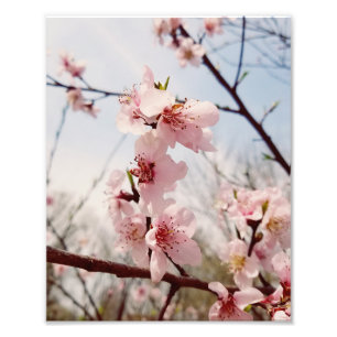 Cherry Blossom Photo Print