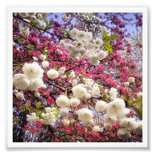 Cherry Blossom Photo Print (Front)
