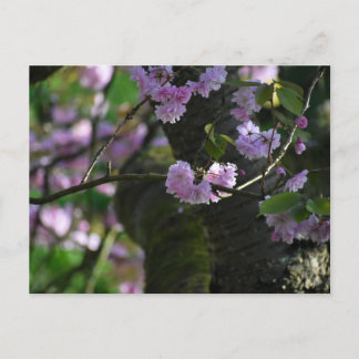 Cherry blossom  postcard