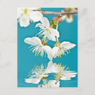Cherry-blossom Postcard