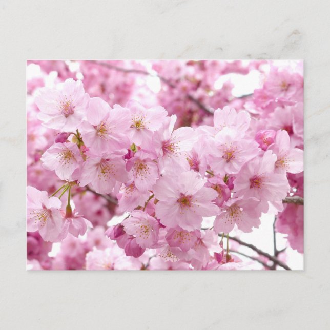 Cherry blossom postcard (Front)