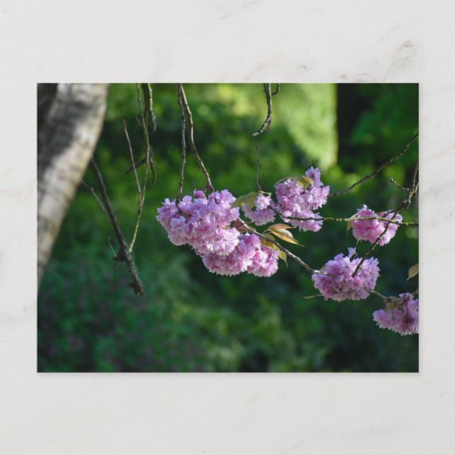 Cherry blossom  postcard (Front)