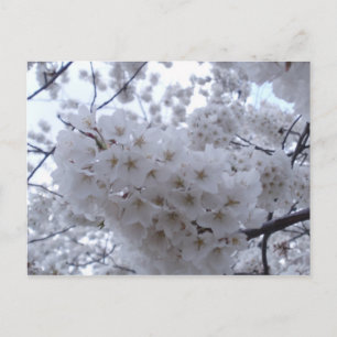 Cherry Blossom Postcard