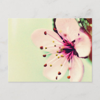 Cherry Blossom Postcard