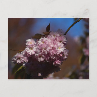 Cherry blossom  postcard
