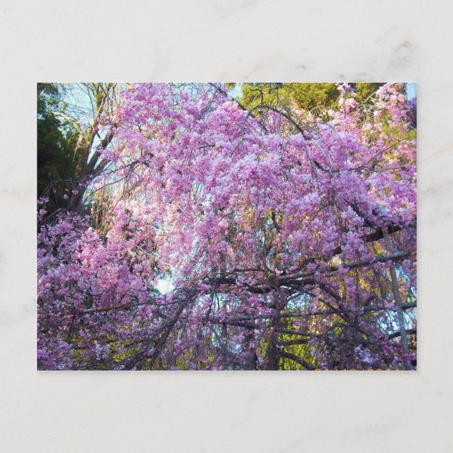 Cherry Blossom Postcard (Front)