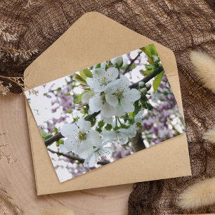 Cherry Blossom Postcard