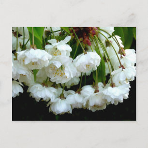 CHERRY BLOSSOM ~ Postcard