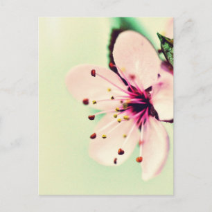 Cherry Blossom Postcard