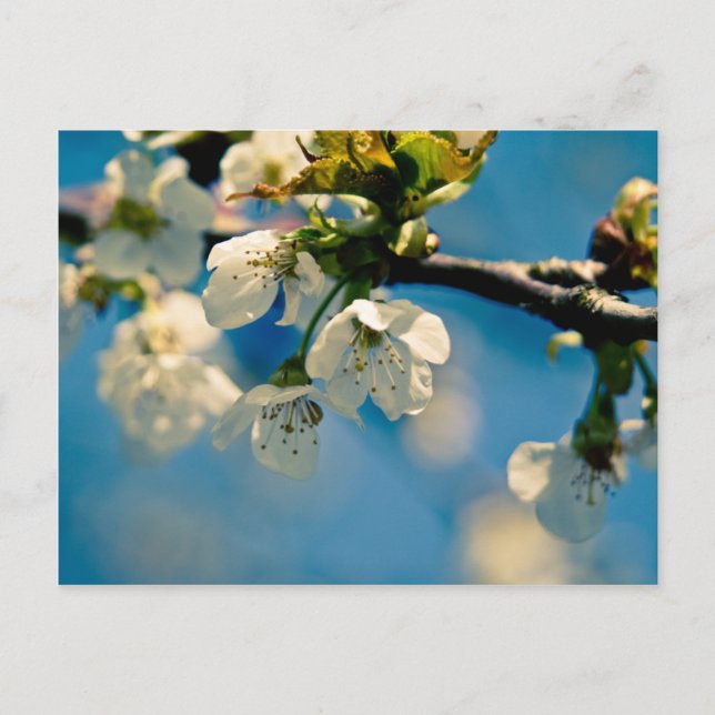 Cherry Blossom • Postcard (Front)