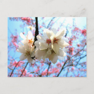 Cherry blossom - Postcard