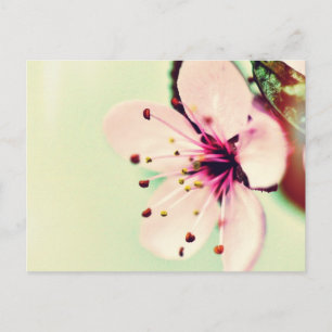 Cherry Blossom Postcard