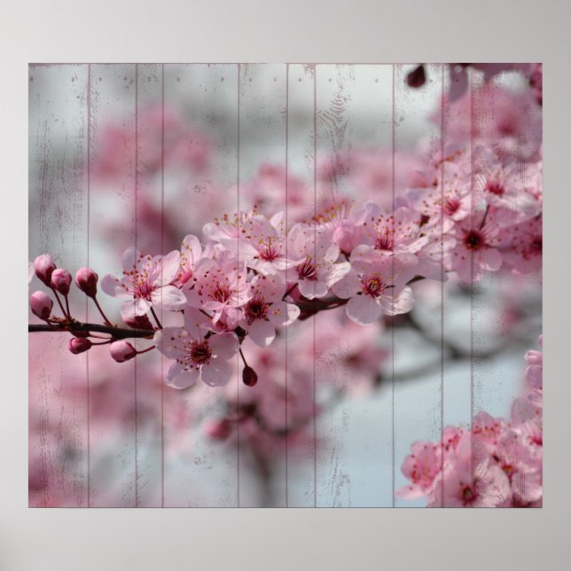 Cherry Blossom Poster (Front)