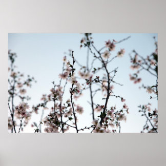 cherry blossom poster