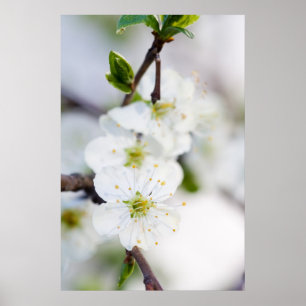 Cherry blossom poster/canvas print