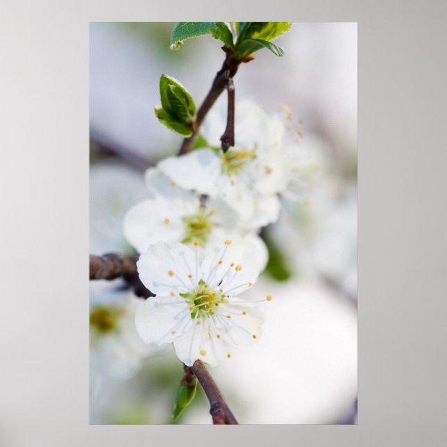 Cherry blossom poster/canvas print (Front)