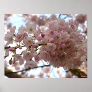 Cherry Blossom Print White Flower Poster Print
