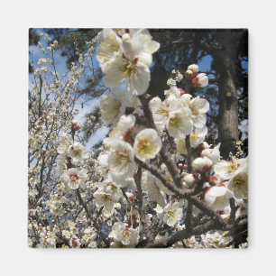 Cherry Blossom / Sakura / サクラ(桜) Magnet