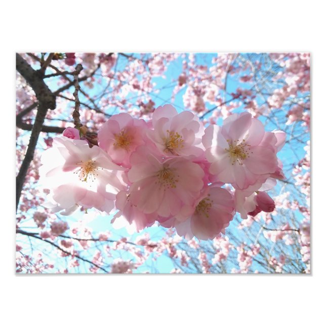 Cherry Blossom Sakura Photo Enlargement (Front)