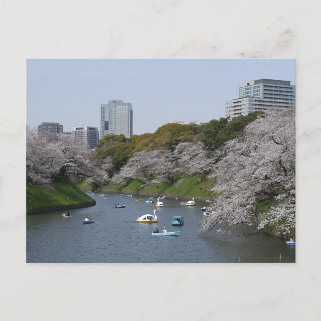 Cherry blossom (Sakura) season in Tokyo, Japan Postcard (Front)