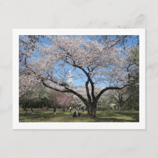 Cherry Blossom: Shinjuku Gyoen Garden Postcard