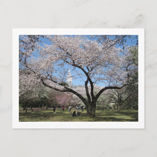Cherry Blossom: Shinjuku Gyoen Garden Postcard (Front)