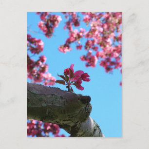 Cherry Blossom Sprig Postcards