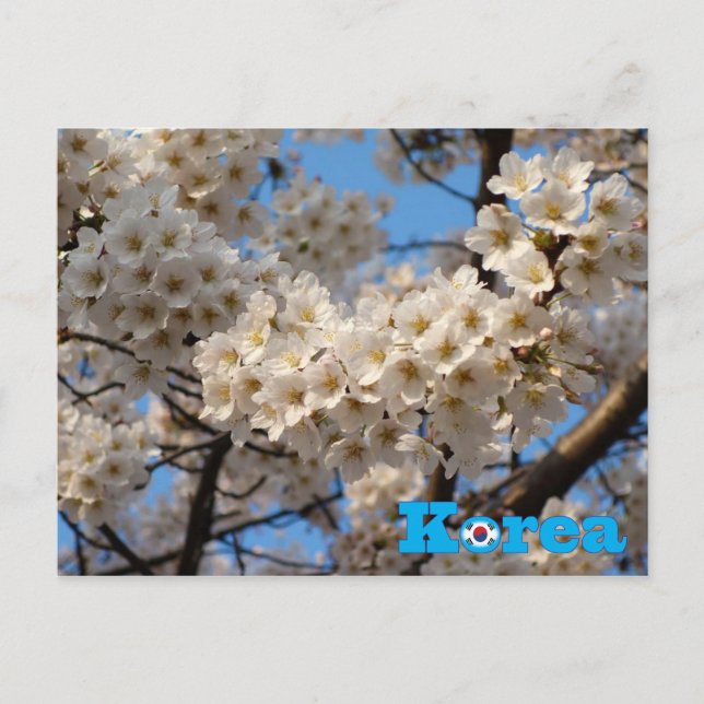 Cherry Blossom Spring in Korea Postcard (Front)