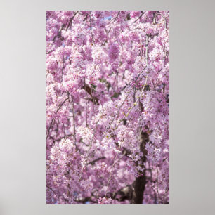 Cherry Blossom Spring Poster