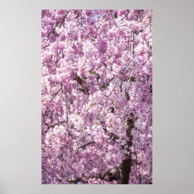 Cherry Blossom Spring Poster (Front)
